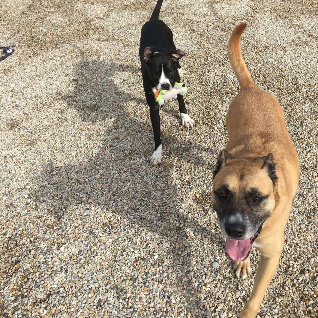 Pet Boarding, Dog Boarding Pittsfield, MA Animal Inn of The Berkshires